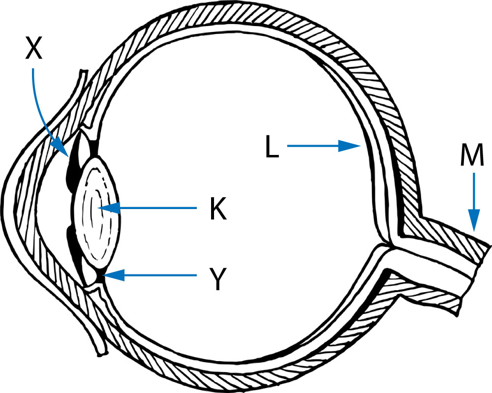 mamallian eye