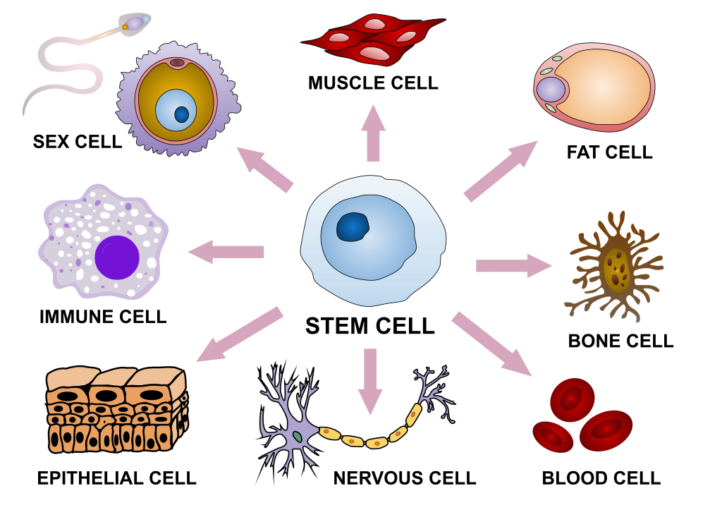 stem cell diagram