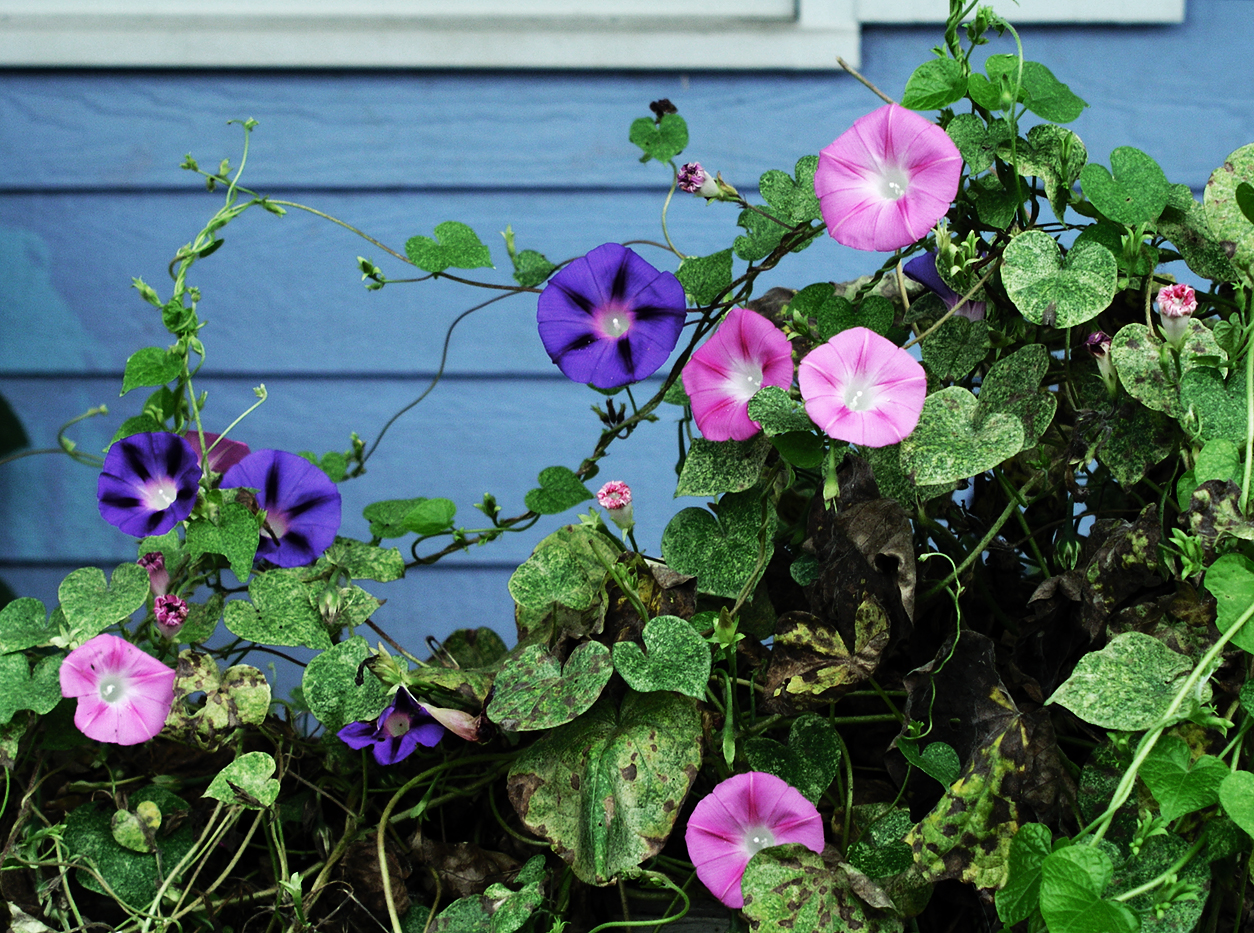 morning glory flowers