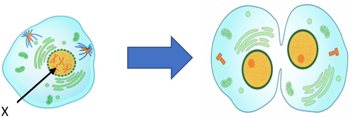 cell division 1