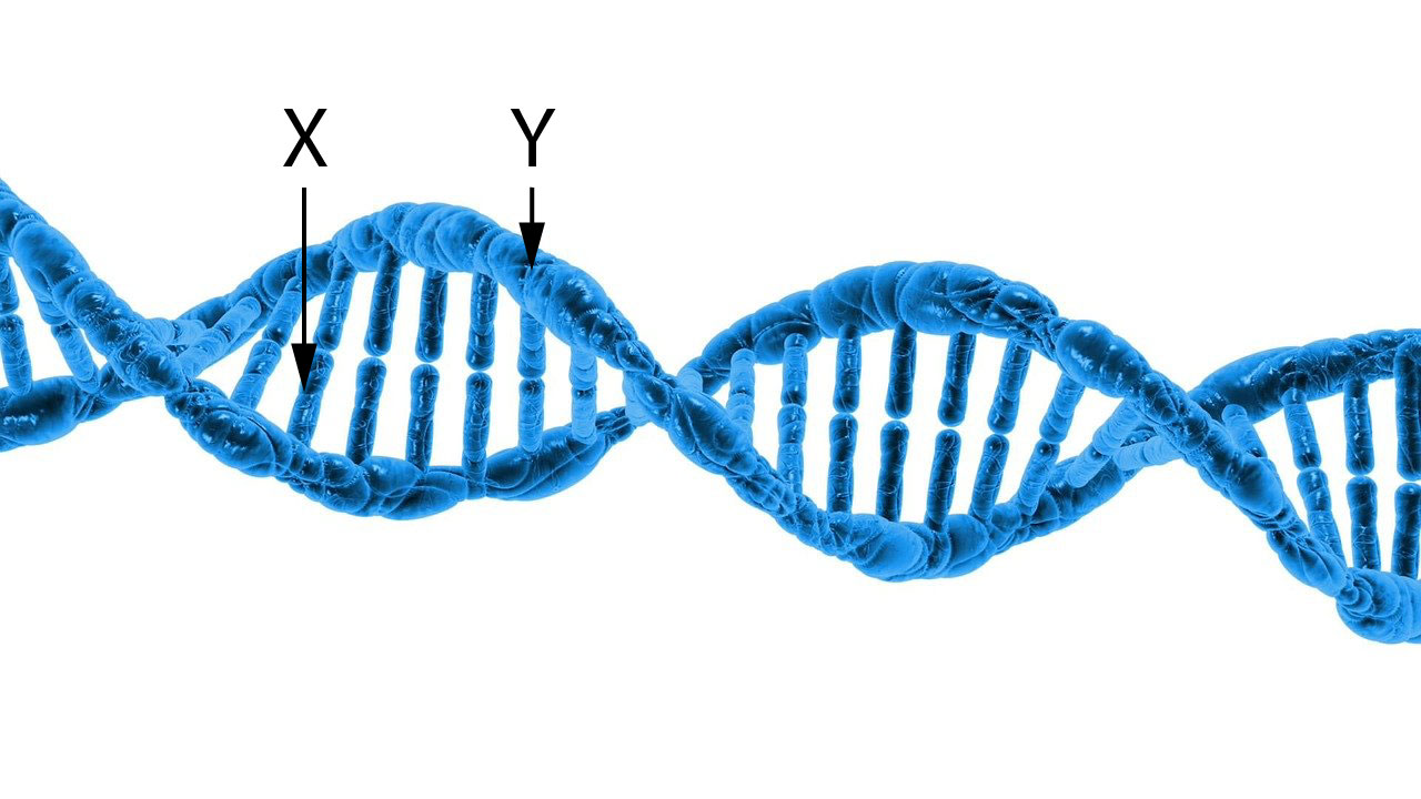 mouse genetics diagram