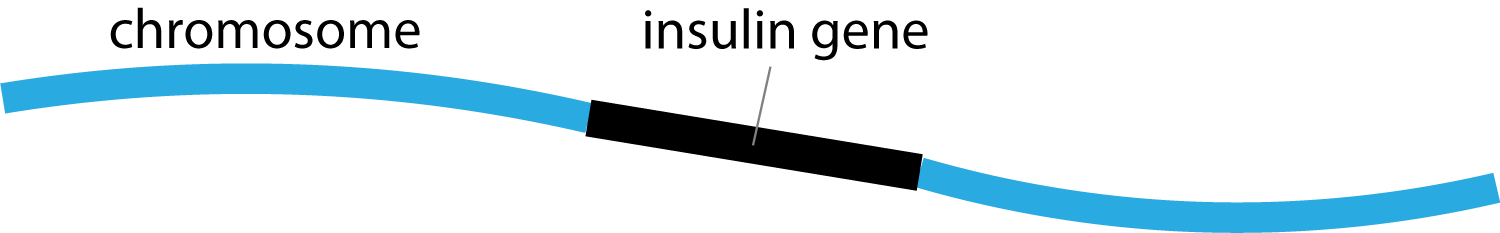 insulin gene in chromosome