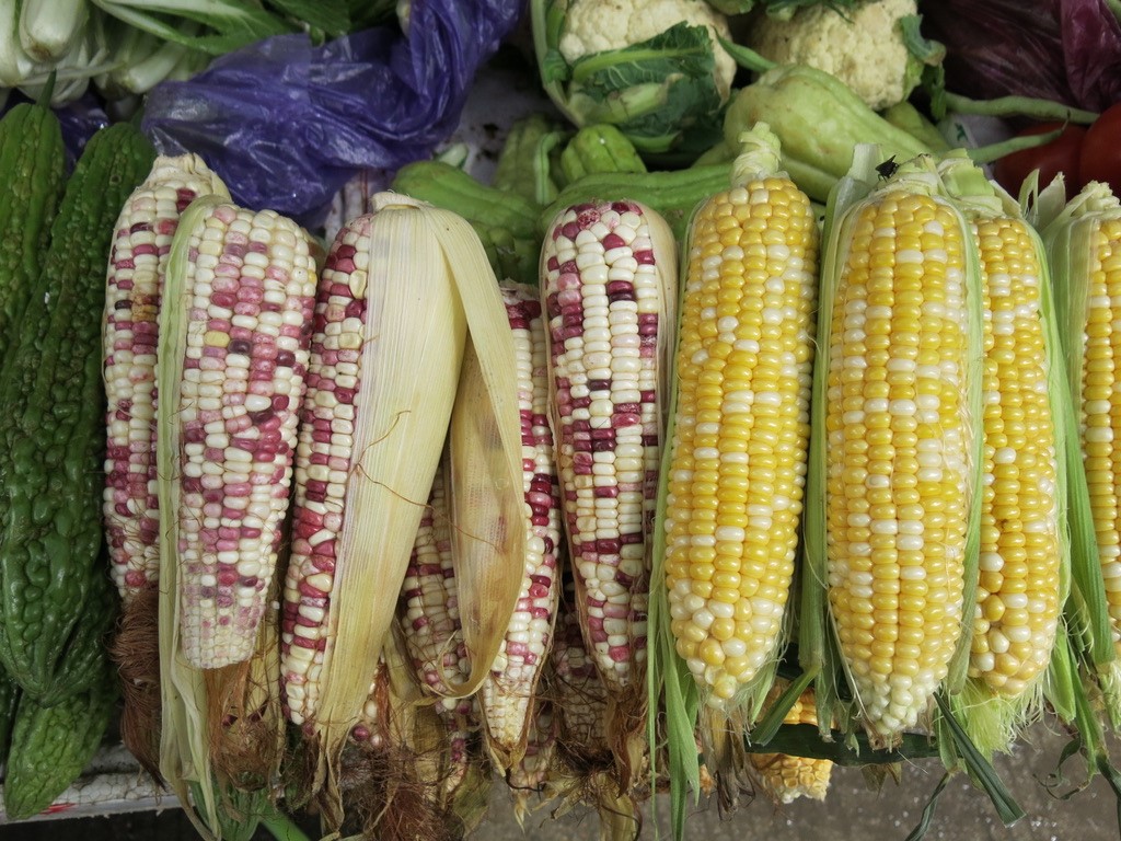 Maize Fruit Corn on the Cob