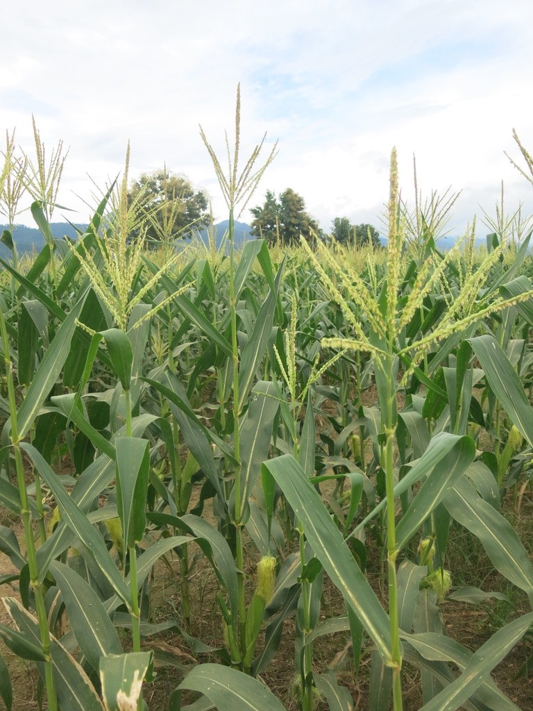 Maize Plant