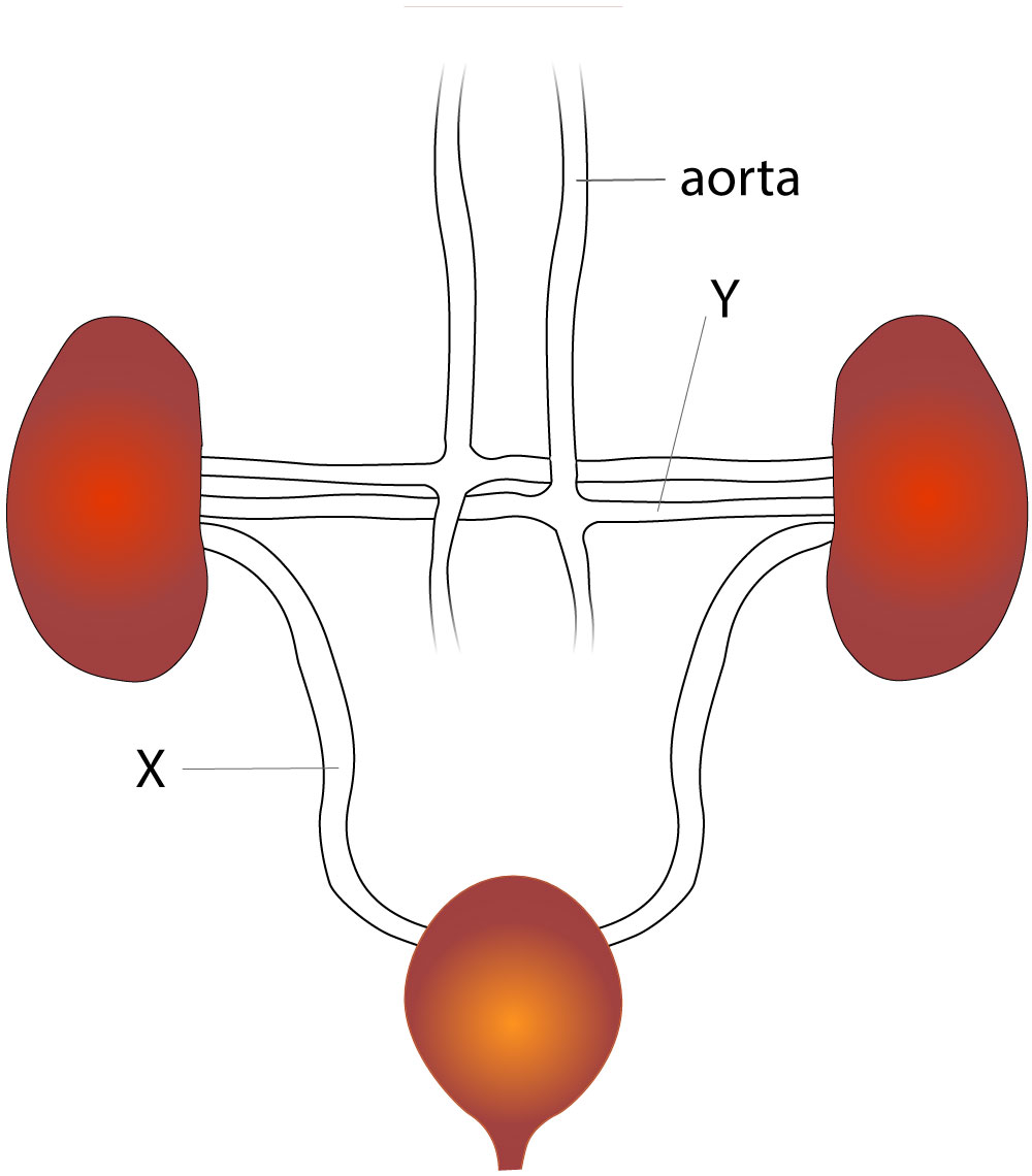 kidneys and bladder image