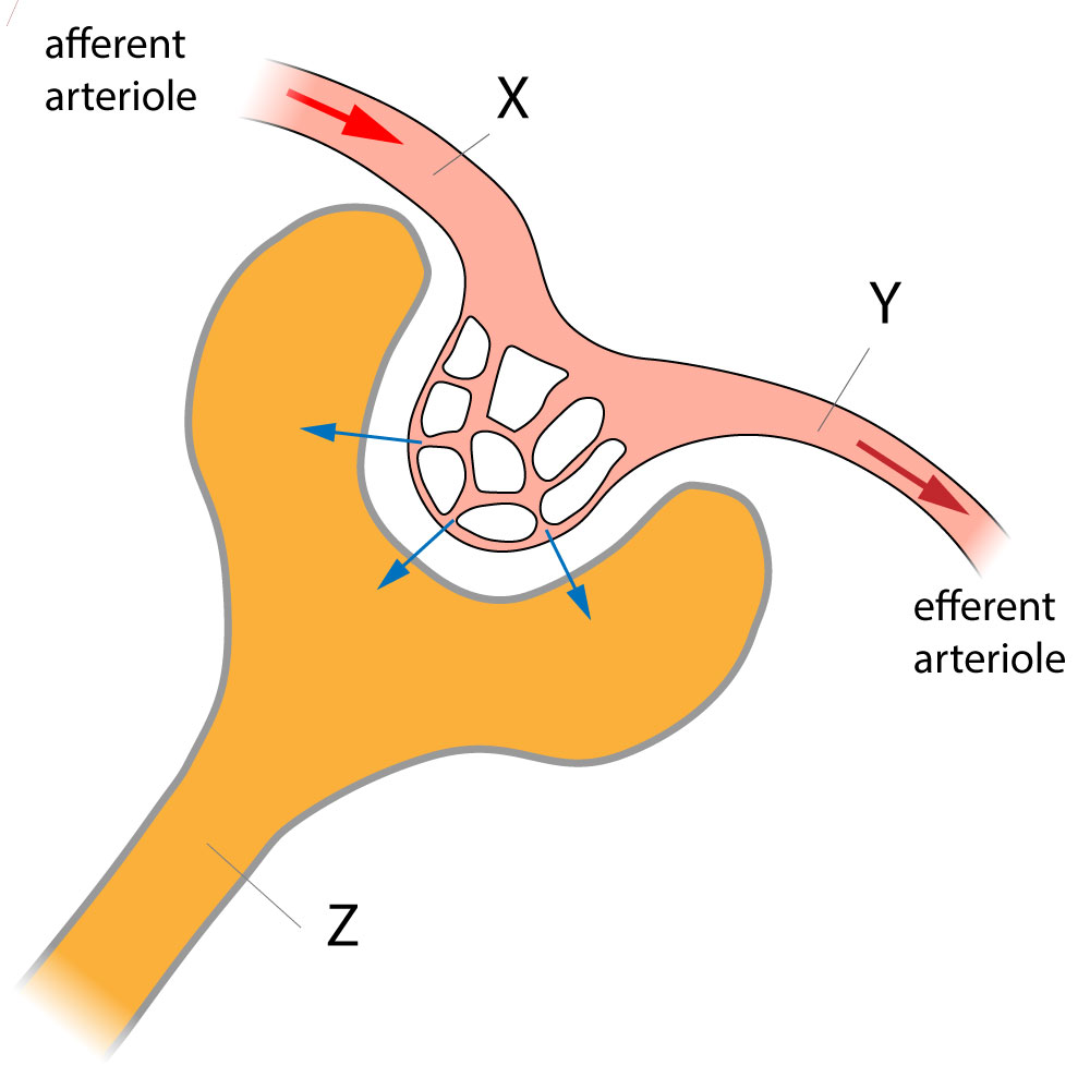 nephron and glomerulus