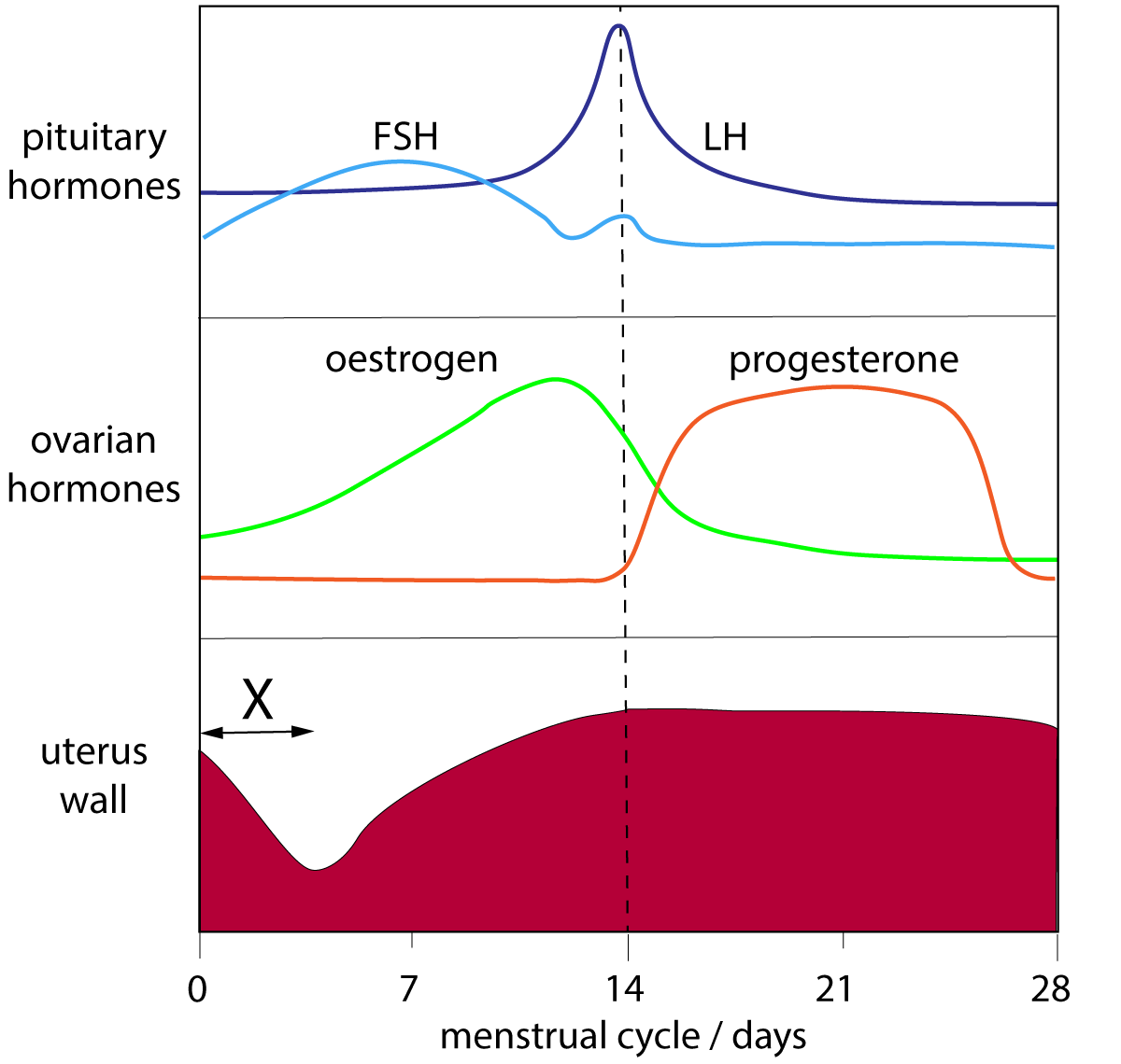 menstrual_cycle