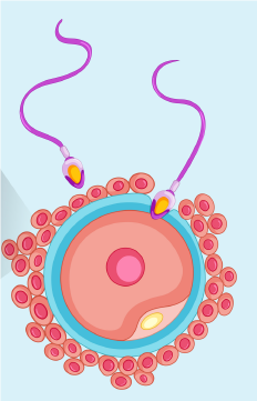 sperm and egg cells