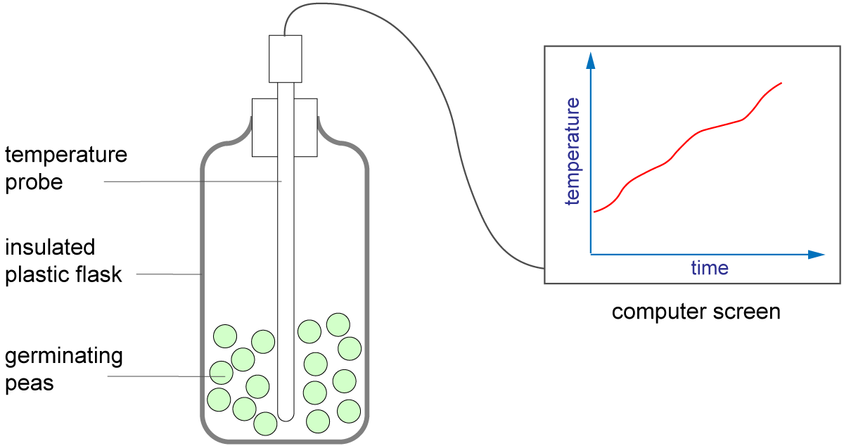 experiment and graph showing temperature of germinating seeds