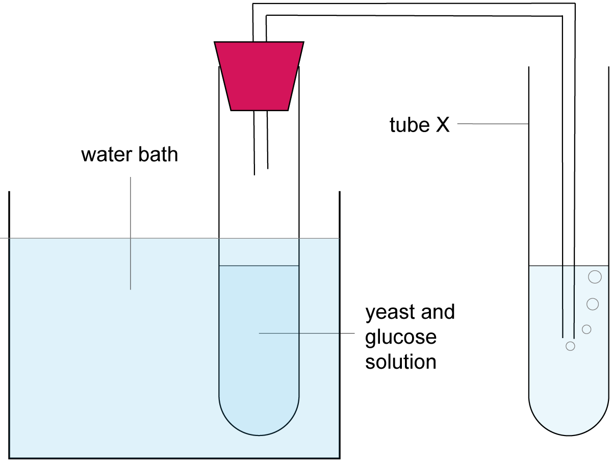 yeats respiration experiment