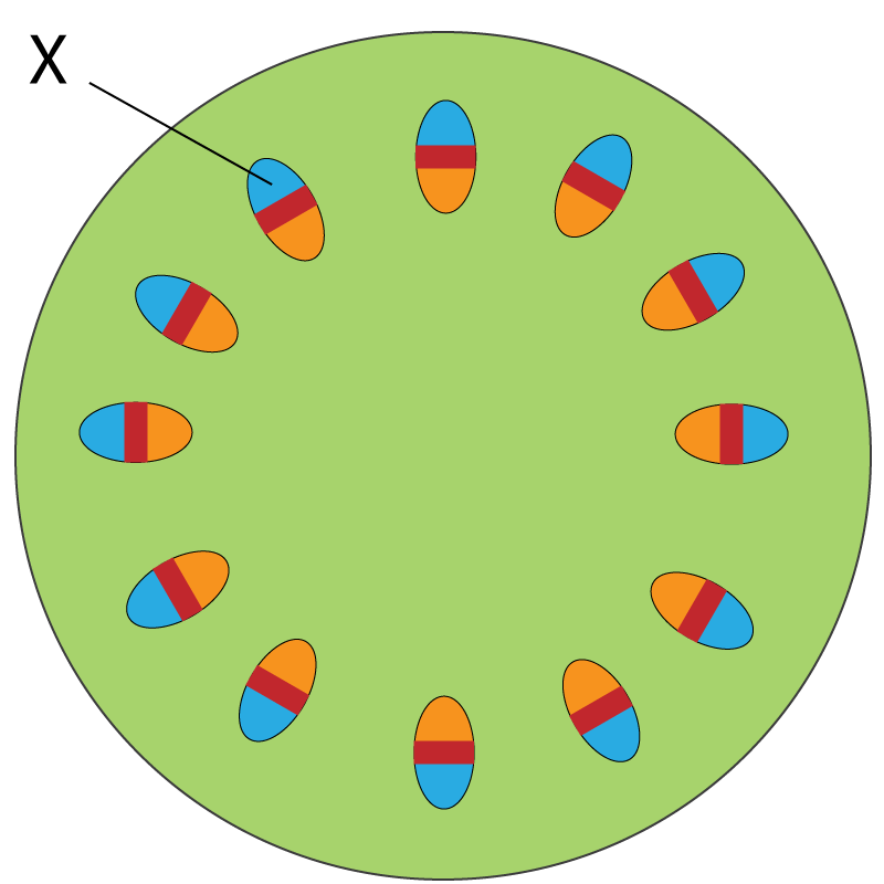 stem cross-section