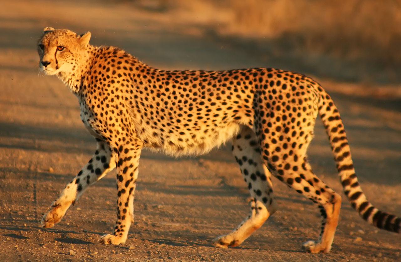 cheetah